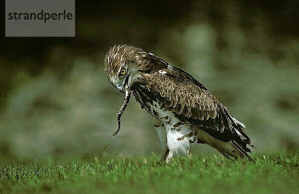 Kurzzehenadler (circaetus gallicus)  Erwachsener frisst Europäischen Aal  anguilla anguilla