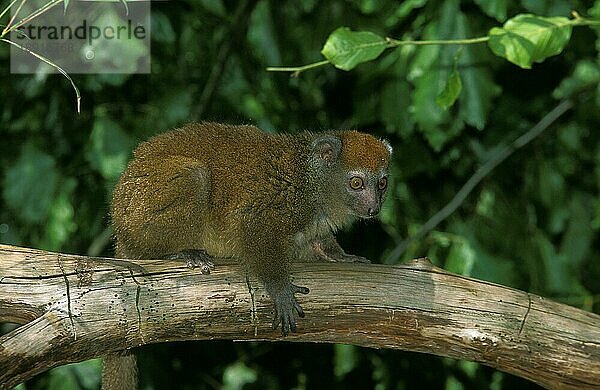 Westlicher Bambuslemur (Hapalemur griseus) occidentalis  Erwachsener auf Ast