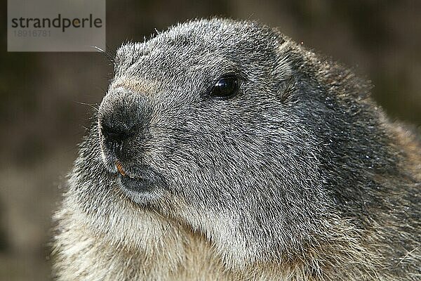 Alpenmurmeltier (marmota marmota)  Porträt eines Erwachsenen  Alpen im Südosten Frankreichs