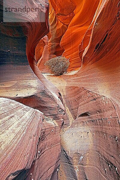 Water Holes Canyon  Slot Canyon  Navajo Reservat  bei Page  Arizona  USA  Nordamerika