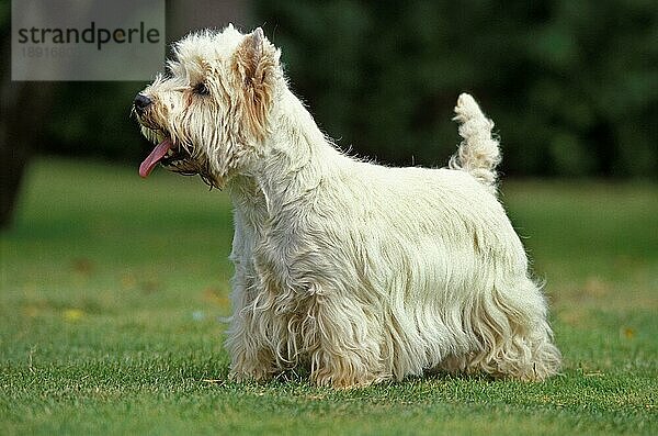 West Highland White Terrier oder Westy  erwachsen