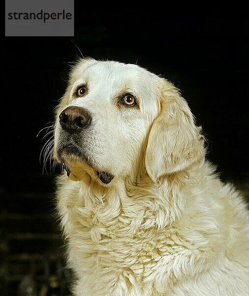 Polnischer Tatra-Schäferhund  Porträt eines Erwachsenen vor schwarzem Hintergrund