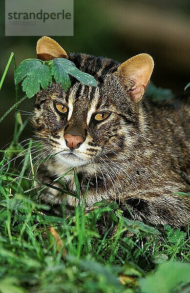 Amur-Leopardkatze (prionailurus bengalensis) oder Sibirische Leopardkatze euptilura  erwachsen