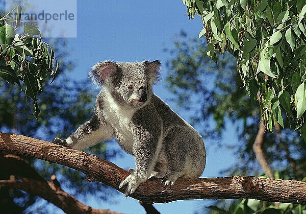 Koala (phascolarctos cinereus)  Erwachsener sitzend auf Ast  Australien  Ozeanien