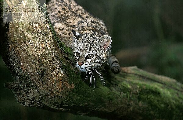 Geoffroys Katze  oncifelis geoffroyi  Erwachsene