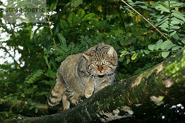 Europäische Wildkatze (felis silvestris)  Erwachsener auf Ast