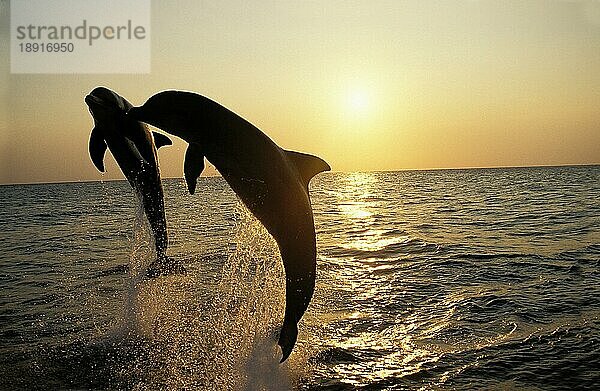 Großer Tümmler (tursiops truncatus)  Sprung bei Sonnenuntergang  Honduras  Mittelamerika