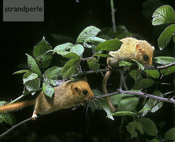 Haselmaus (muscardinus avellanarius)  ERWACHSENE STEHEND AUF BRANCHEN