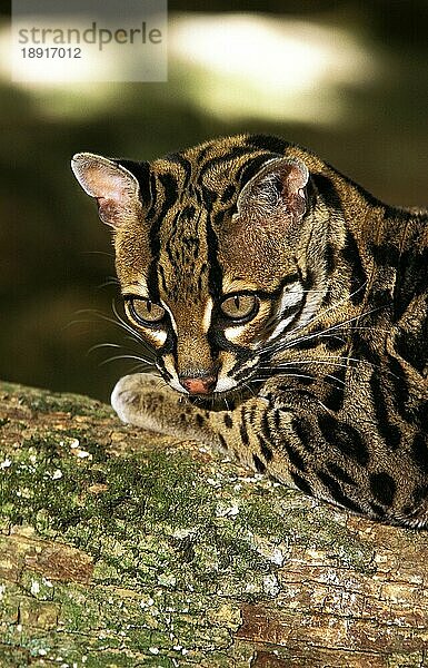 MARGAY-KATZE leopardus wiedi  KOPF DES ERWACHSENEN