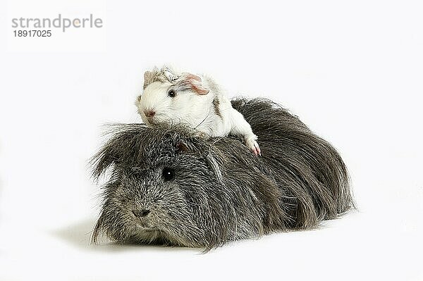 Langhaar-Meerschweinchen (cavia porcellus)  Erwachsene gegen weißen Hintergrund