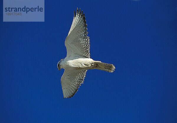 GYRFALKE (falco rusticolus)  ERWACHSENER IM FLUG  KANADA