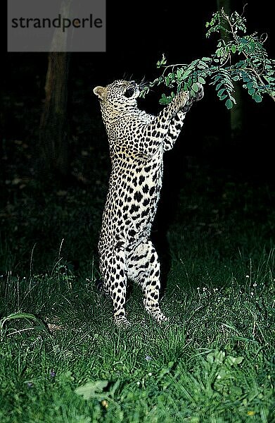 LEOPARD (panthera pardus)  ERWACHSENE JAGEND AUF HINTERBeinen