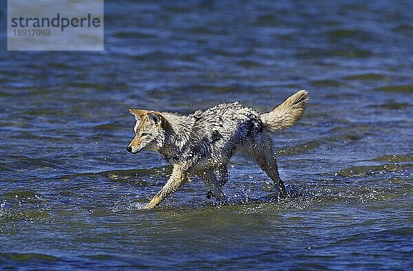 Kojote (canis latrans)  Erwachsener im Wasser  Montana