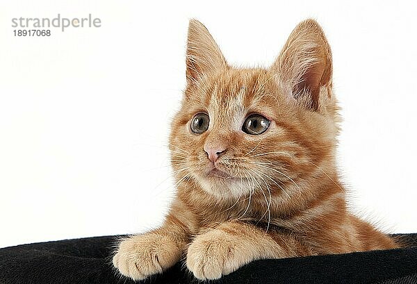 Rot gestromte Hauskatze  Kätzchen spielt im Hut vor weißem Hintergrund