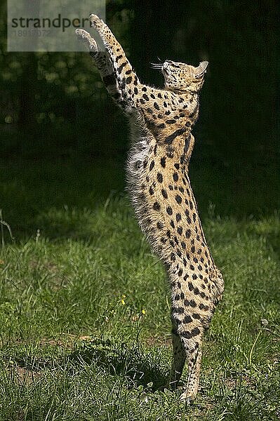 SERVAL (leptailurus serval)  ERWACHSENER JAGEND  AUF HINTERBeinen stehend