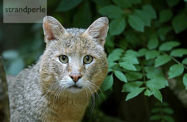 Dschungelkatze (felis chaus)  Porträt eines Erwachsenen