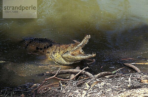 Australisches Süßwasserkrokodil  crocodylus johnstoni  Erwachsener mit offenem Maul  Verteidigungshaltung  Australien  Ozeanien