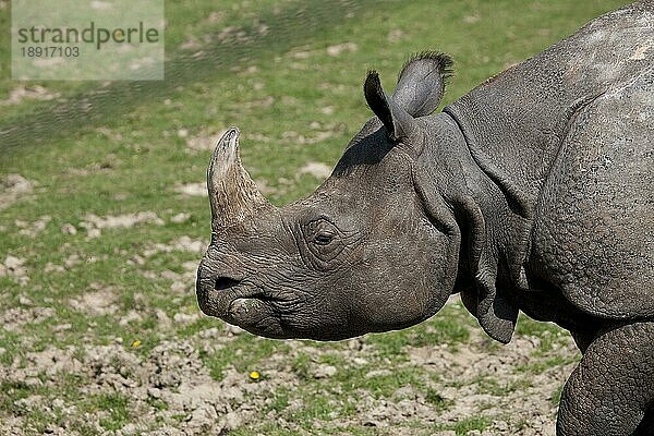 Indisches Nashorn (rhinoceros unicornis)  Porträt einer Frau