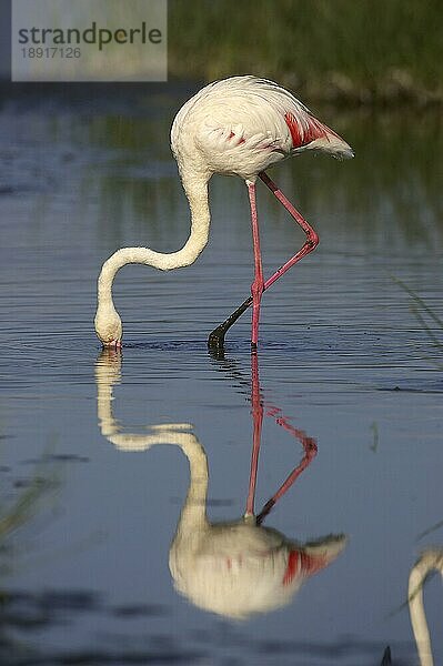 Großer Flamingo (phoenicopterus ruber roseus)  Erwachsener frisst unter Wasser  Nakuru See in Kenia