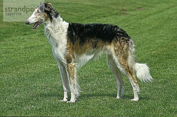 Barsoi oder Russischer Wolfshund  Erwachsener stehend auf Gras