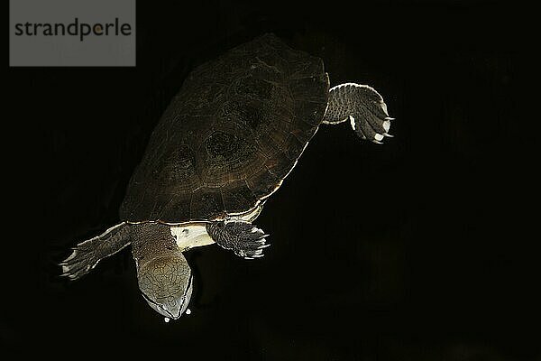 Hilaire's Sideneck Schildkröte  phrynops hilarii  Erwachsener schwimmend