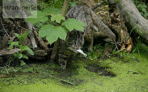 Leopardkatze (prionailurus bengalensis)  Erwachsener Fischfang  Fischfang