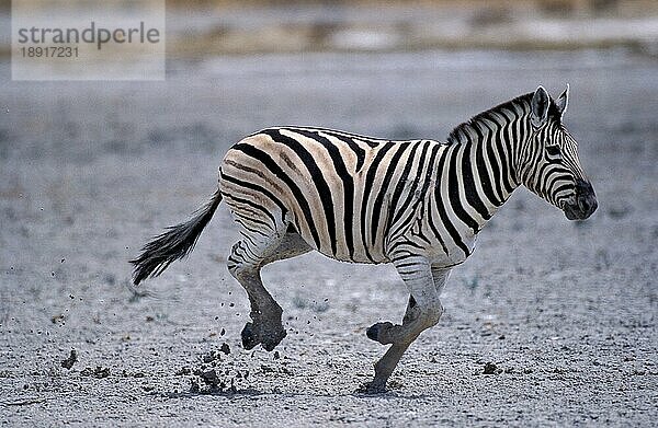 BURCHELL'S ZEBRA (equus burchelli)  ERWACHSENE LÄUFER  TANSANIA