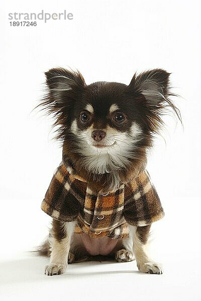 Chihuahua  langhaarig  Mantel  Mäntelchen  Schutzkleidung  Hundebekleidung