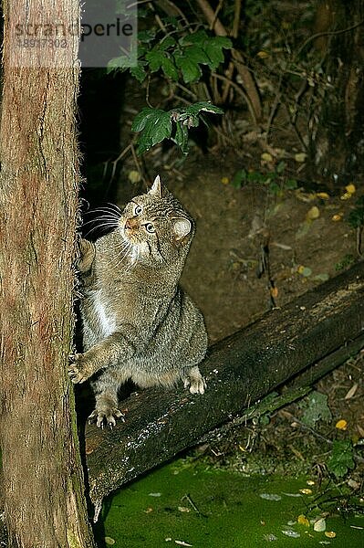 Europäische Wildkatze (felis silvestris)  erwachsen  klettert auf einen Baumstamm