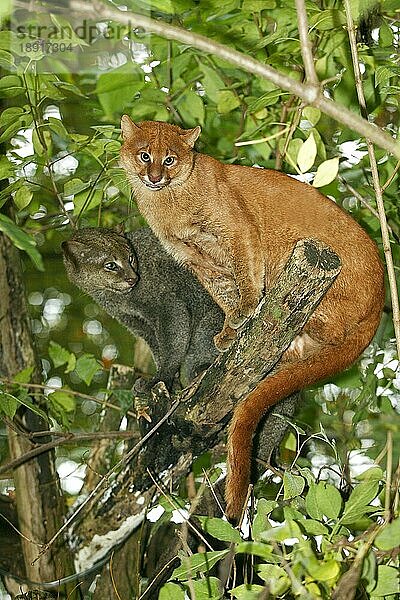 Jaguarundi  herpailurus yaguarondi  Erwachsene auf Ast