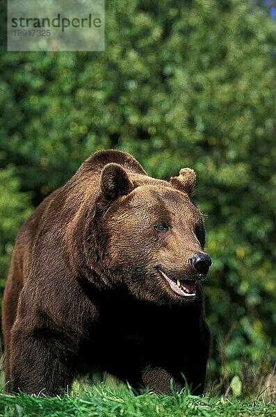 Braunbär (ursus arctos)  erwachsen