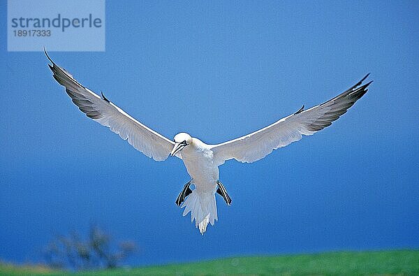 Basstölpel (sula bassana)  Erwachsener im Flug  Bonaventur  in Quebec  Island  Europa