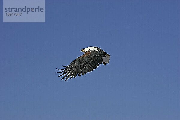 AFRIKANISCHER FISCHAISER (haliaeetus vocifer)  ERWACHSENER IM FLUG  BARINGO-SEE IN KENIA