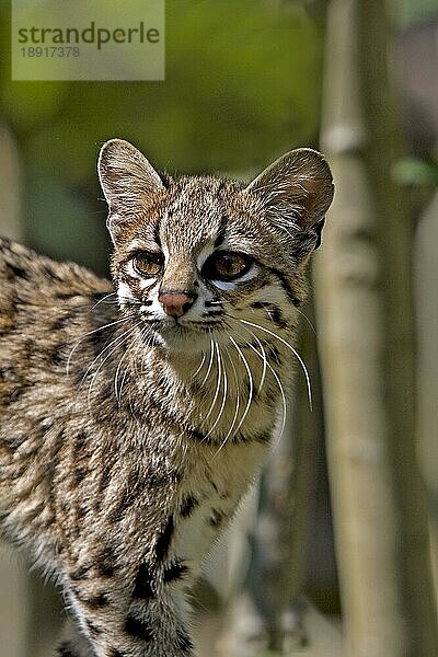 Tigerkatze oder Oncilla (leopardus tigrinus)  Portrait eines Erwachsenen