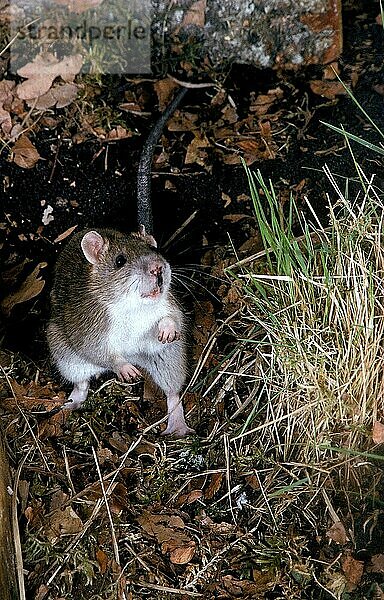 Wanderratte (rattus norvegicus)  ERWACHSENE  STEHEND AUF DEN HINTERBÄNGEN  IN BEDROHUNGSHALTUNG