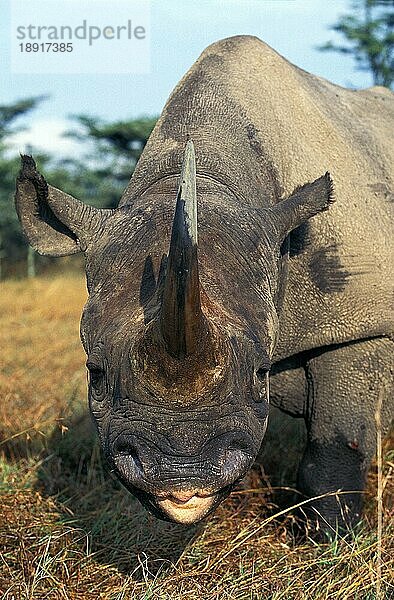 SCHWARZES RHINOCEROS (diceros bicornis)  KOPF EINES ERWACHSENEN MIT LANGEM HORN  KENIA