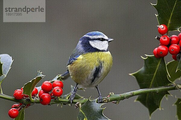 Blaumeise (parus caeruleus)  Erwachsener auf Stechpalmenzweig  Normandie