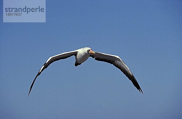 Maskentölpel (sula dactylatra)  Erwachsener im Flug gegen blauen Himmel  Galapagos Inseln