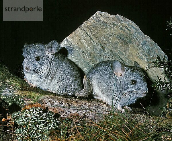 Chinchilla  chinchilla laniger  Erwachsene