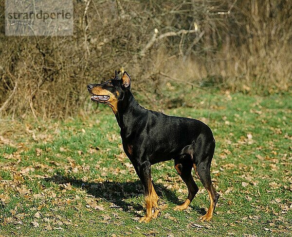 Dobermann Hund oder Dobermann Pinscher Hund  erwachsen  alte Standardrasse mit abgeschnittenen Ohren