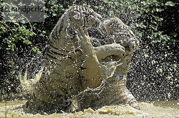 Weißer Tiger (panthera tigris)  Erwachsene  die im Wasser kämpfen