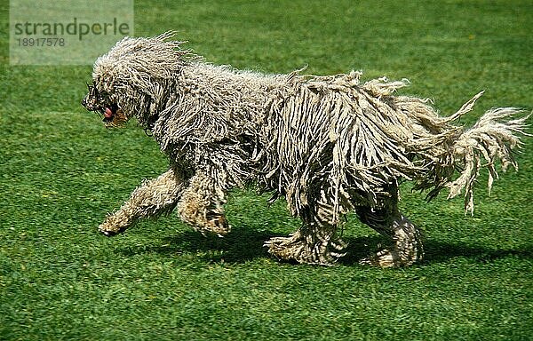 KOMONDOR HUND  ERWACHSEN  LÄUFT AUF GRAS