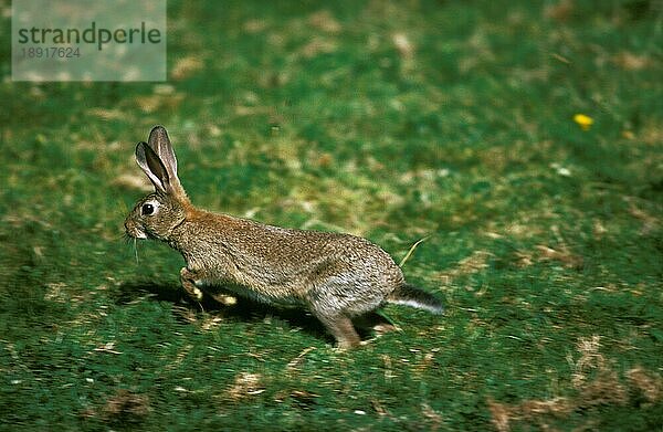 Europäisches Kaninchen (oryctolagus cuniculus)  erwachsen  laufend