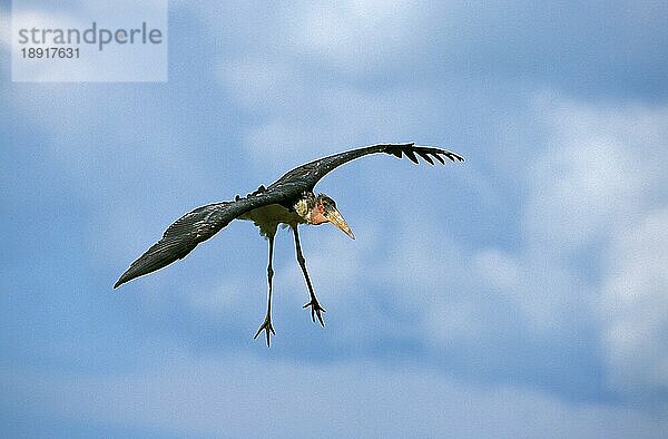 Marabu-Storch (leptoptilos crumeniferus)  Erwachsener im Flug  Tansania  Afrika