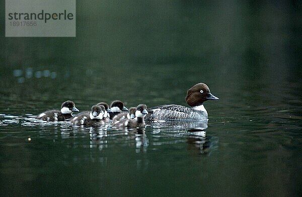 Schellente (Bucephala clangula)  Weibchen mit Entenküken  Tiveden National Park  Seite  Küken  Schweden  Europa