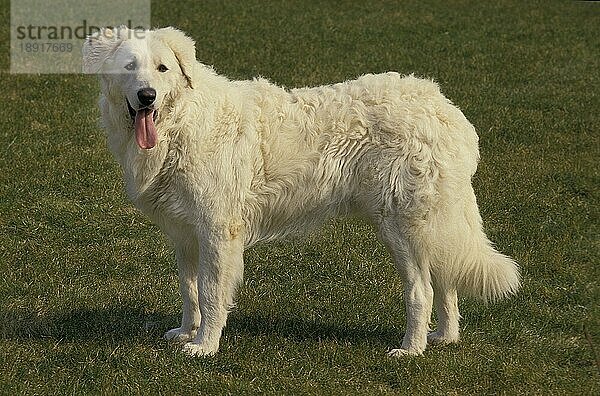 KUVASZ-HUND  ERWACHSEN  STEHEND AUF GRAS