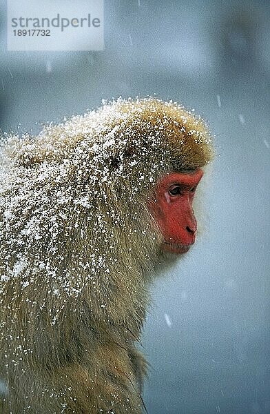 Japanmakak (macaca fuscata)  ERWACHSENER MIT SCHNEE  HOKKAIDO INSEL IN JAPAN