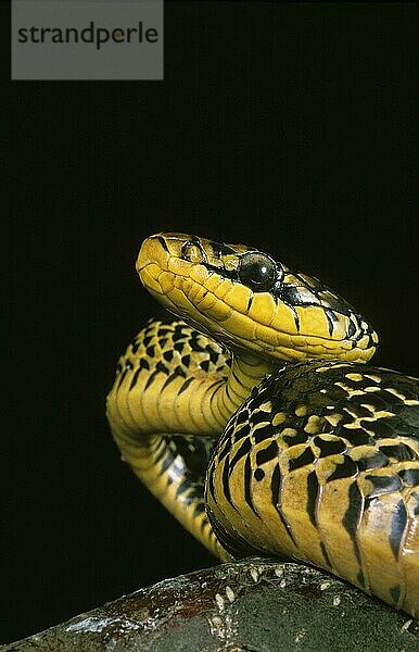 Tropische Ringelnatter (spilotes pullatus)  Erwachsener vor schwarzem Hintergrund