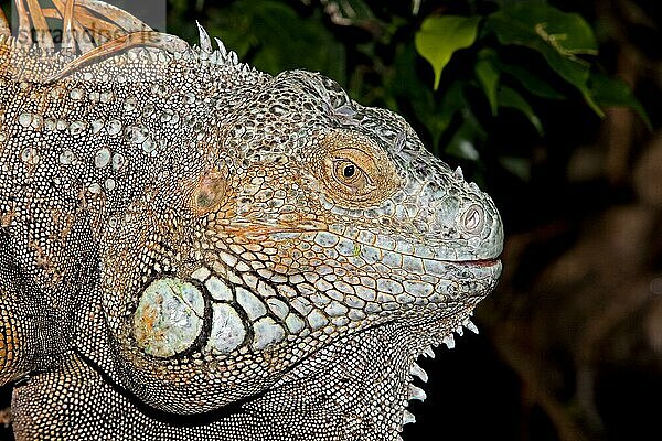 GREEN (IGUANA iguana) iguana  KOPFANSCHAUUNG EINES ERWACHSENEN