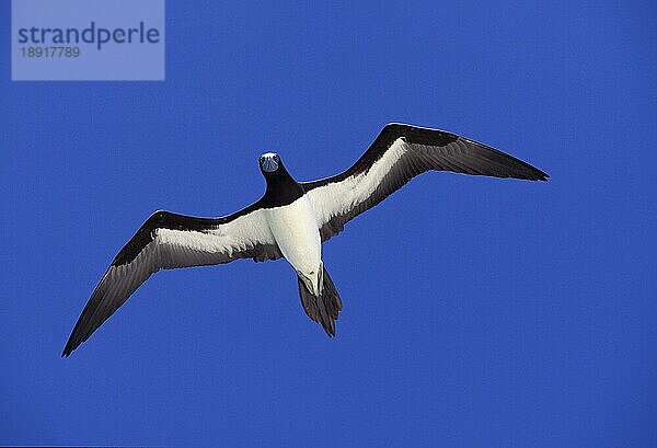 Weißbauchtölpel (sula leucogaster)  ERWACHSENE IM FLUG  AUSTRALIEN